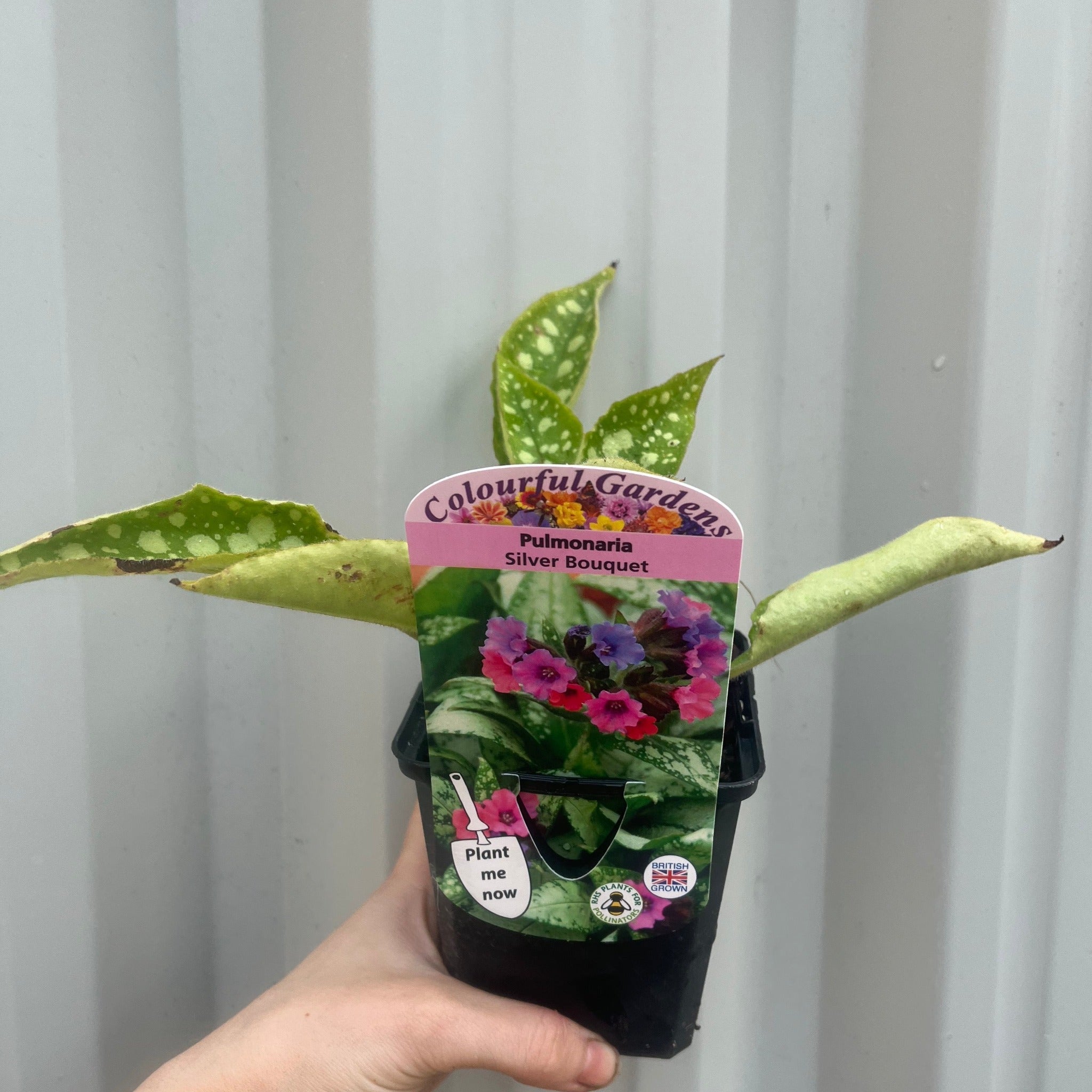 Pulmonaria 'Silver Bouquet' 9cm