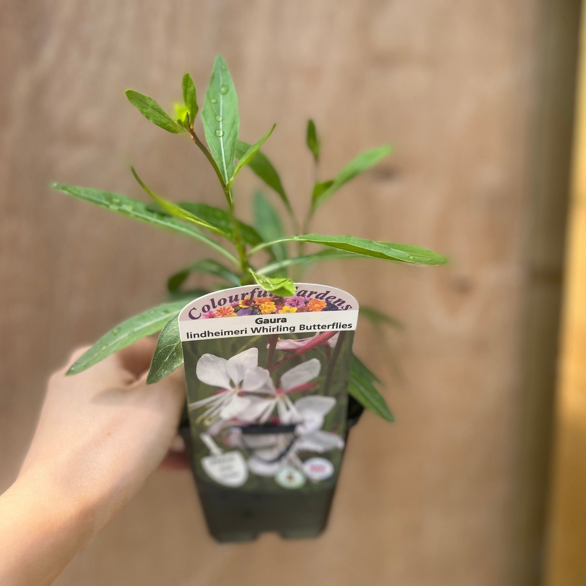 Gaura 'Whirling Butterflies' 9cm/2L