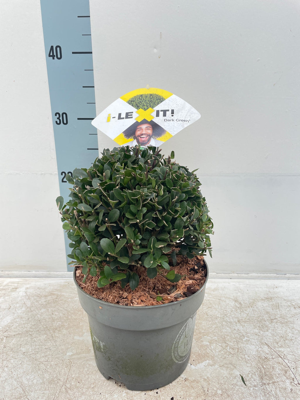 Ilex crenata Dark Green Ball 2L/3L/5L/7.5L