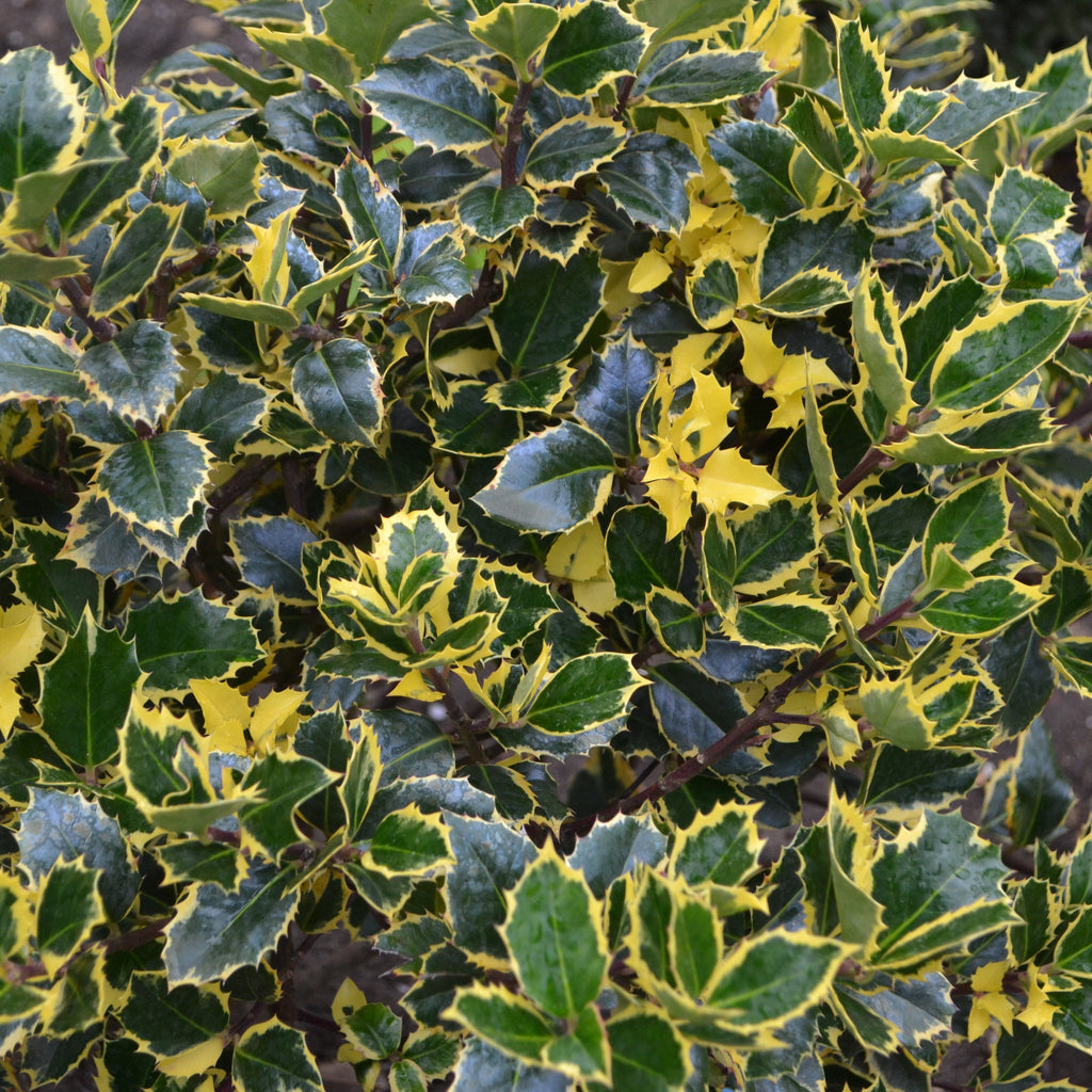 Ilex x altaclarensis  'Golden King' | Variegated Holly 9cm / 2L
