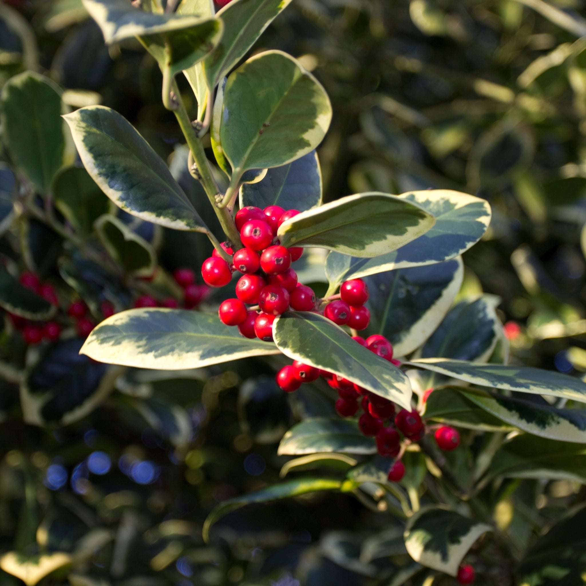 Ilex 'Golden King' | Variegated Holly 5L