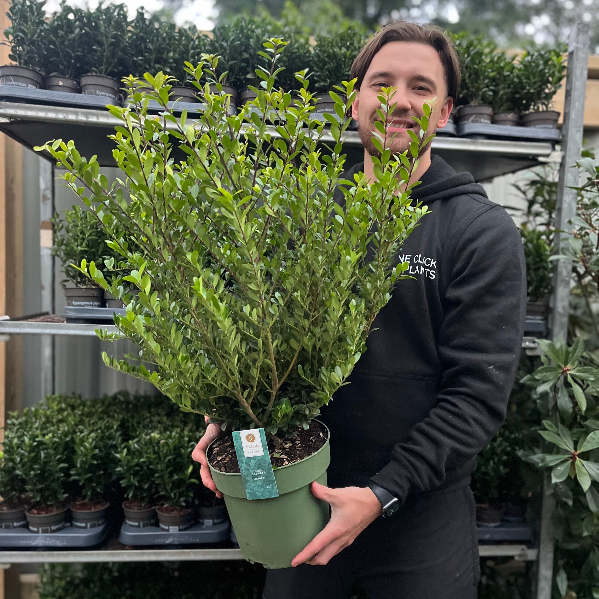 Ilex crenata 'Jenny' 4L (70-80cm inc. growers pot)