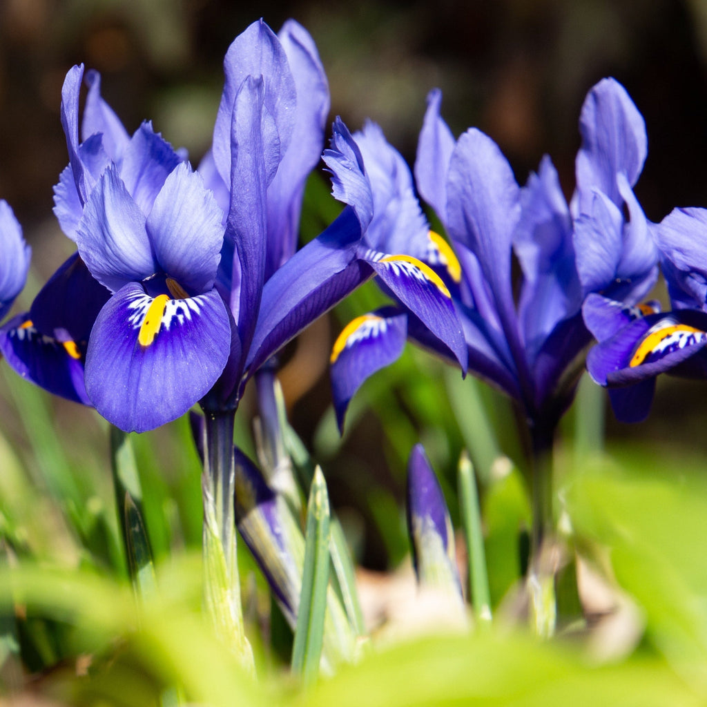 Dwarf Iris 'Reticulata Blue' (8 Bulbs)