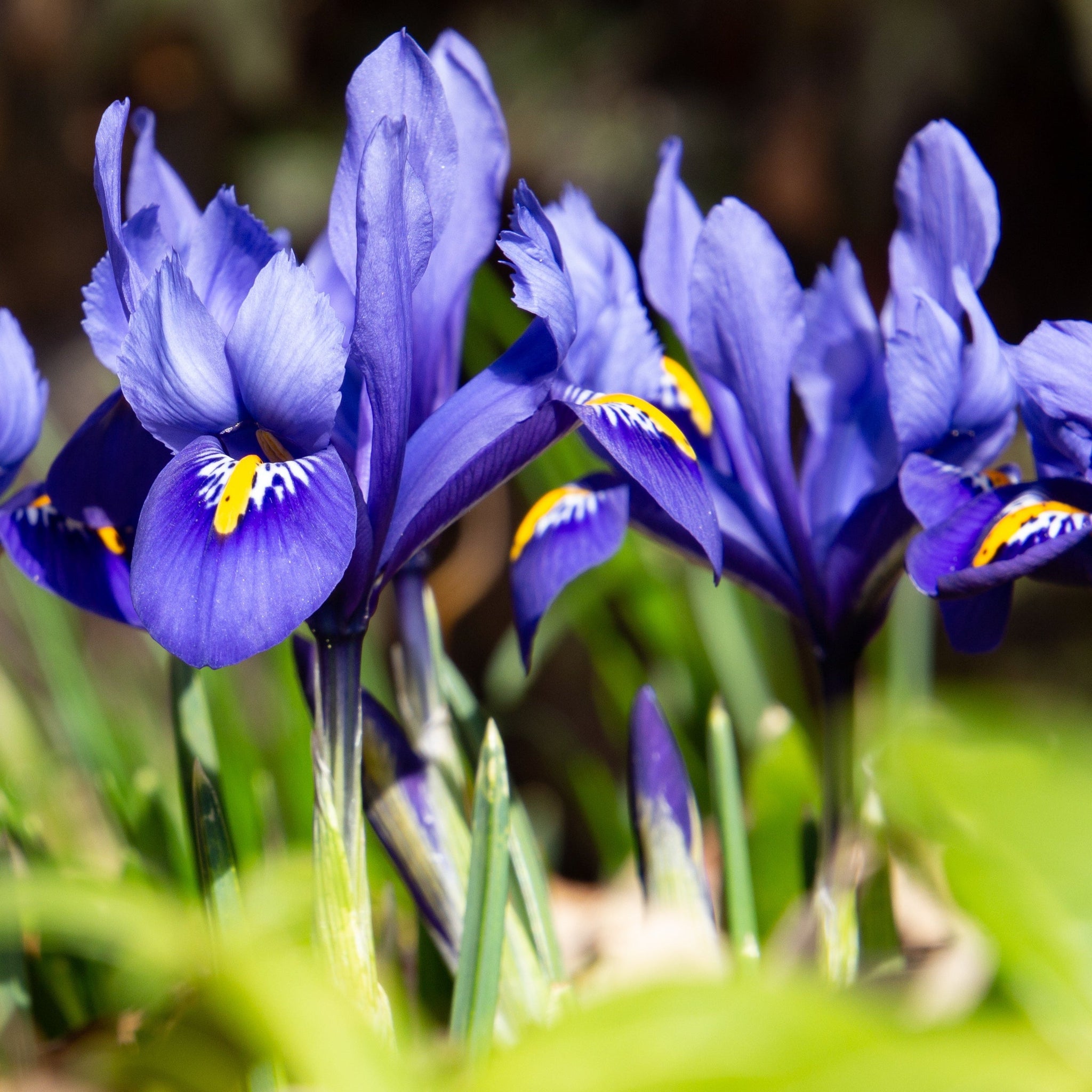 Dwarf Iris 'Reticulata Blue' (8 Bulbs)