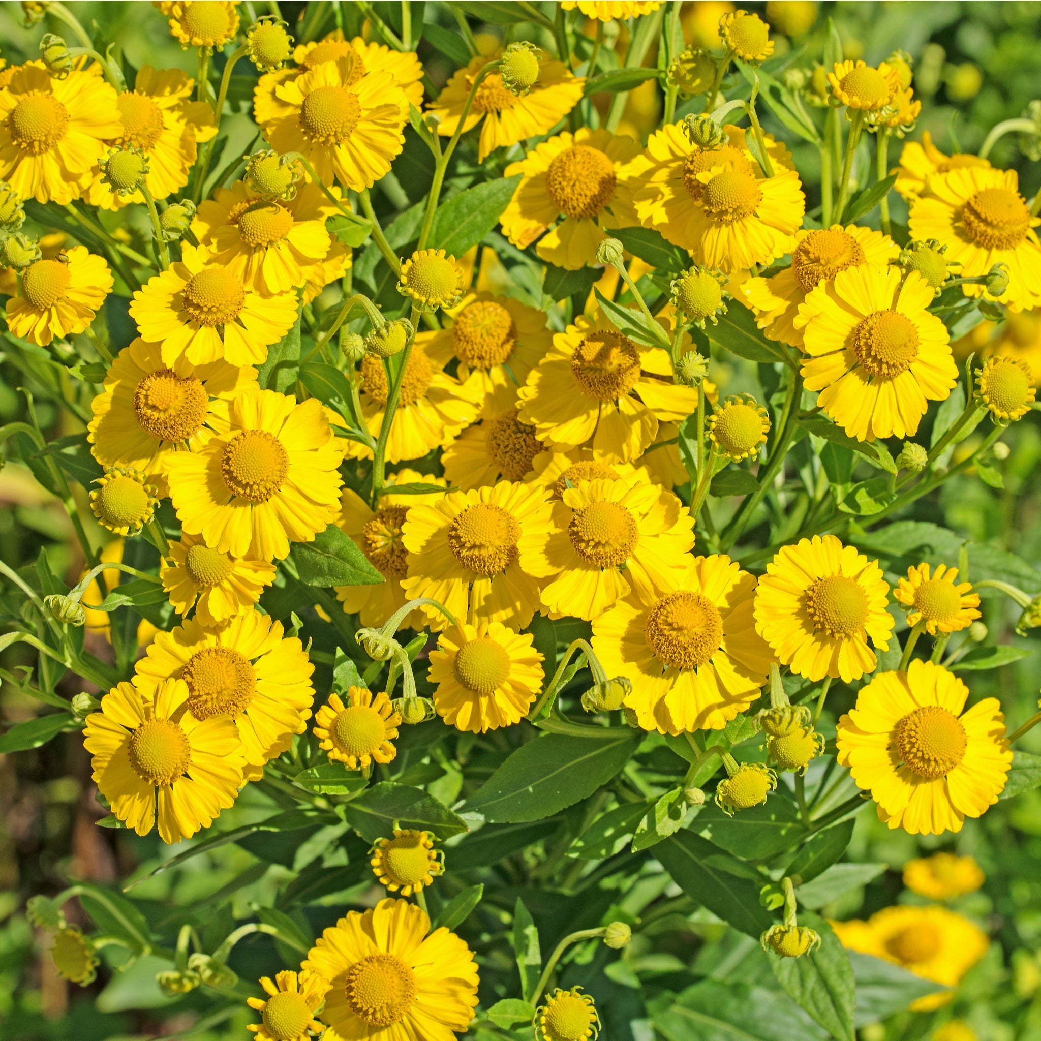Helenium 'Kanaria' 1L