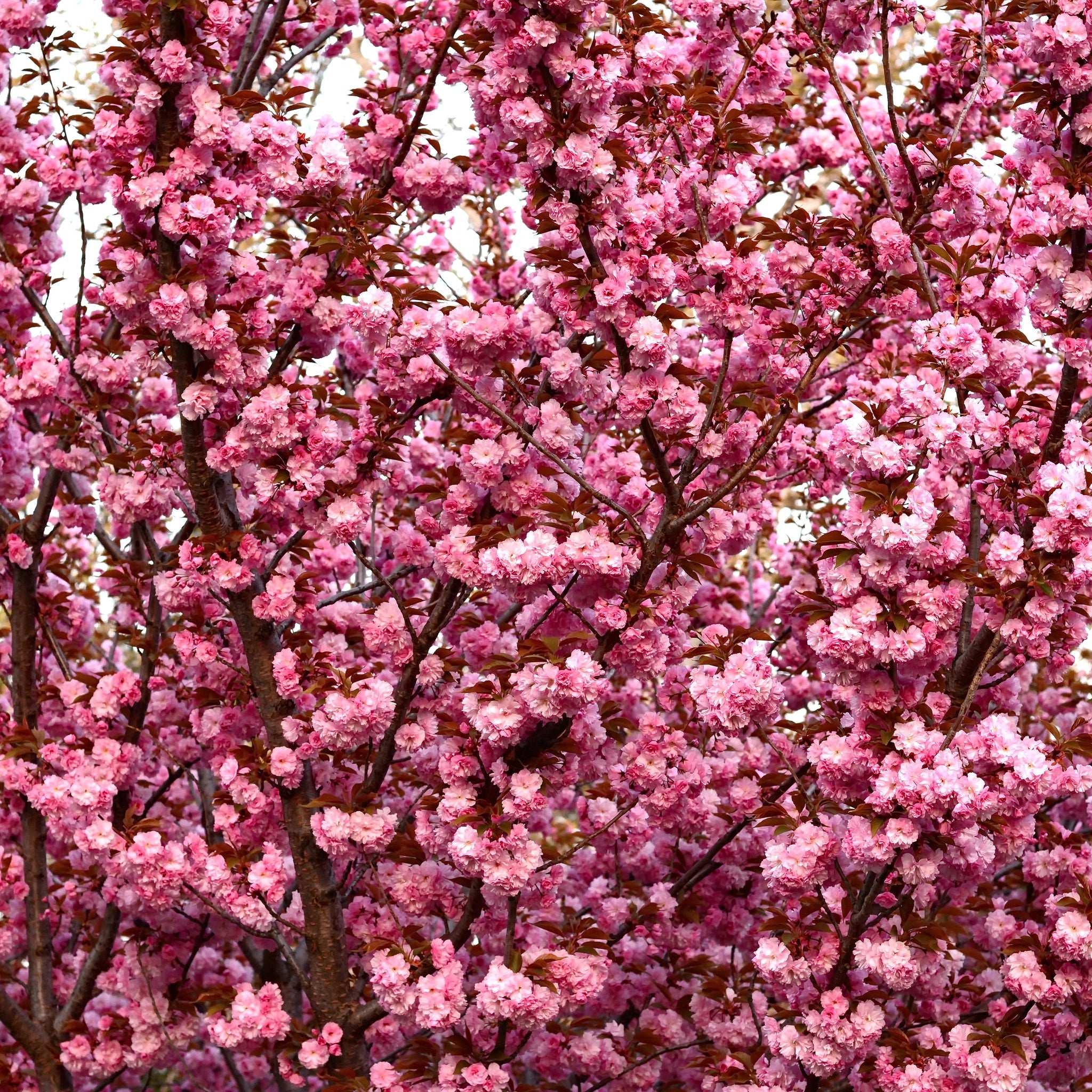 Ornamental Flowering Cherry Blossom Tree Dwarf - Prunus serrulata 'Kanzan' (2 Sizes Available)