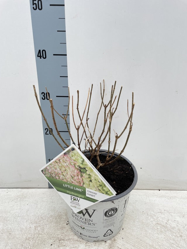 Hydrangea paniculata 'Little Lime' 3L / 5L