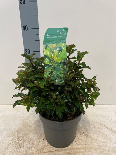 Ilex meserveae 'Little Rascal' Holly 2L
