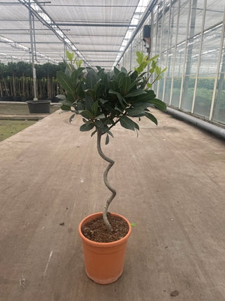 Corkscrew Twisted Stem Standard Bay Tree | Laurus nobilis | 50-60cm, 70-80cm (Multibuy Offers Available)