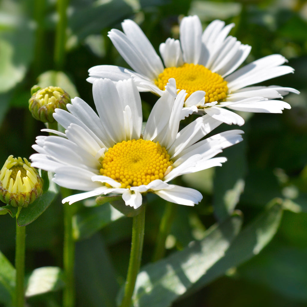 Leucanthemum 'Western Star Taurus' 1.5L