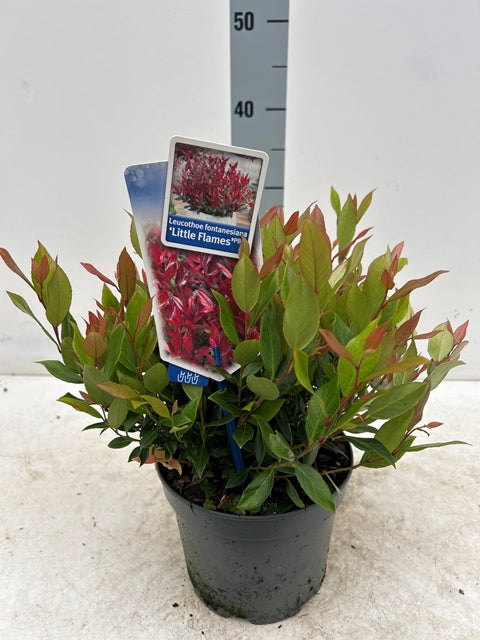 Leucothoe fontanesiana 'Little Flames' 2L