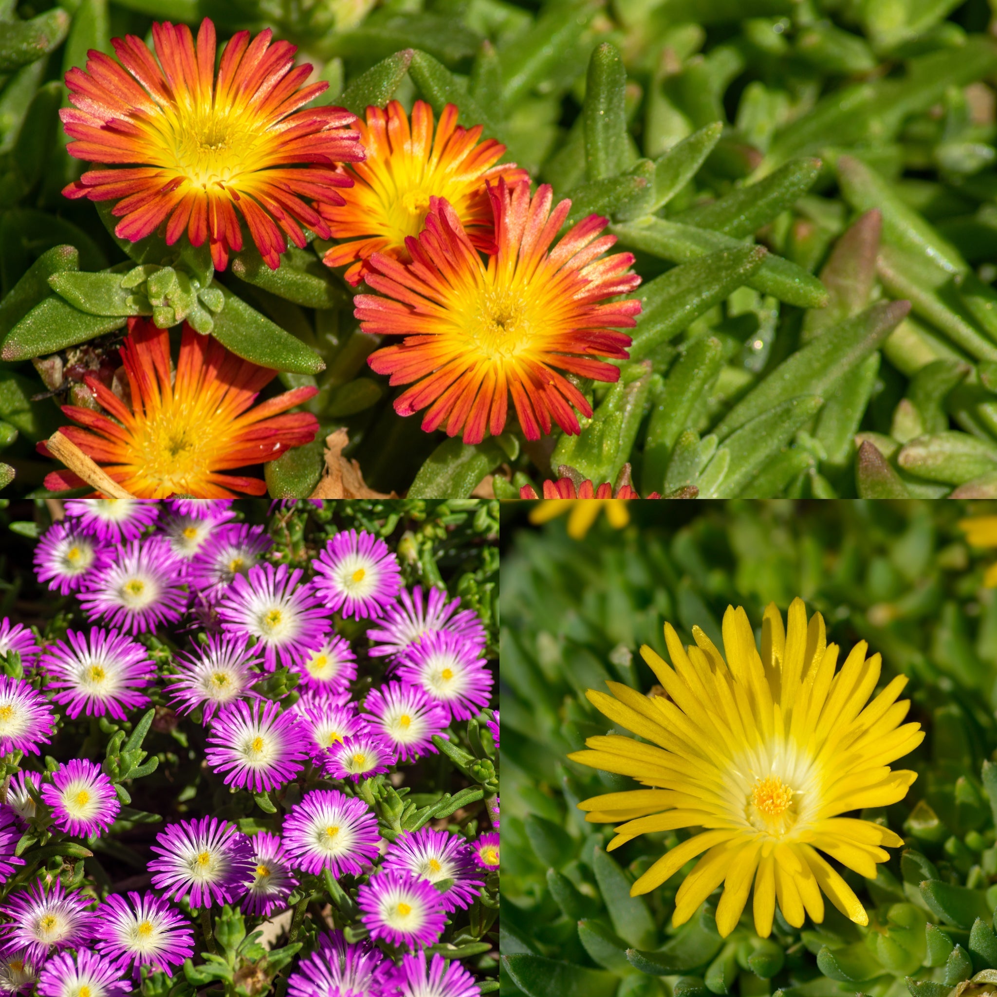 Delosperma 'Lido Mix' (Cooper's Ice Plant) 2L