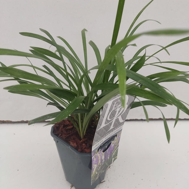 Liriope muscari 'MoneyMaker' 1L