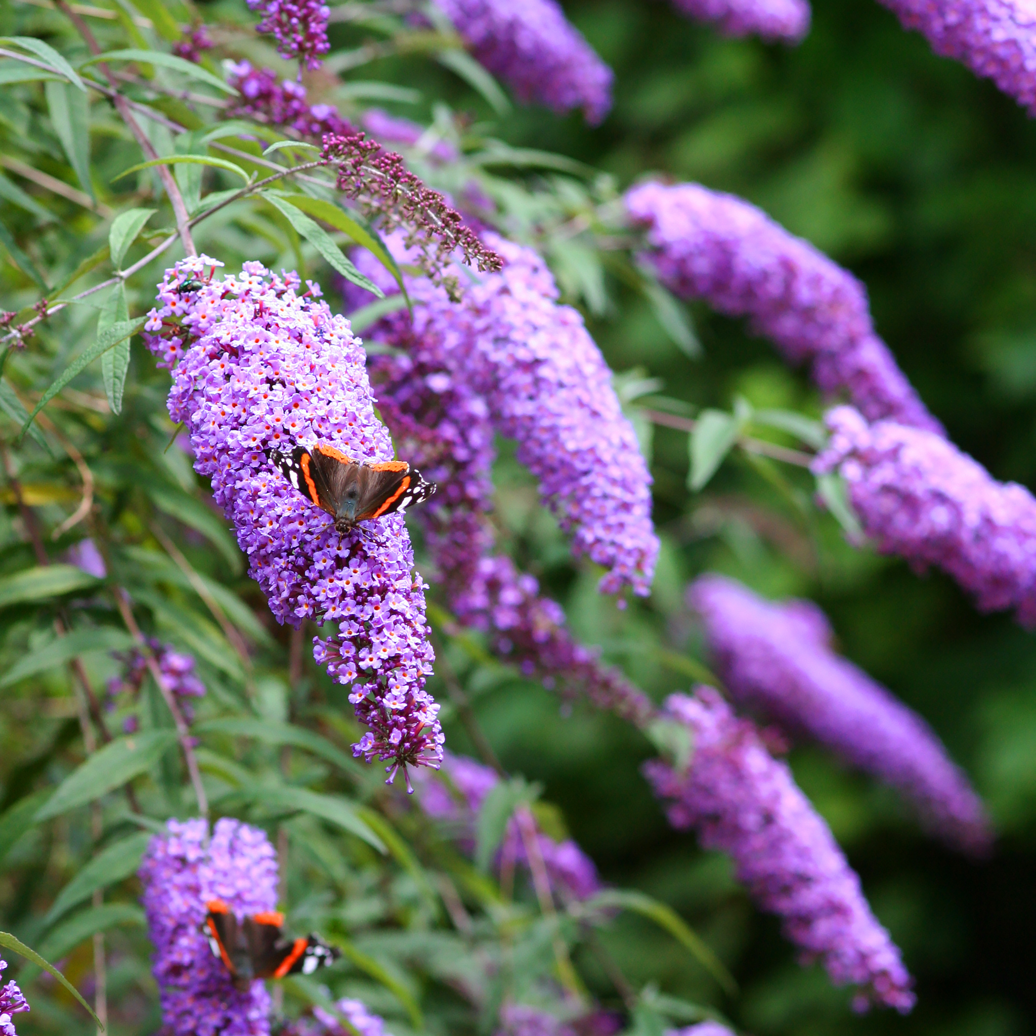 Buddleja 'Butterfly Candy Little Lila' 9cm/1L/3L