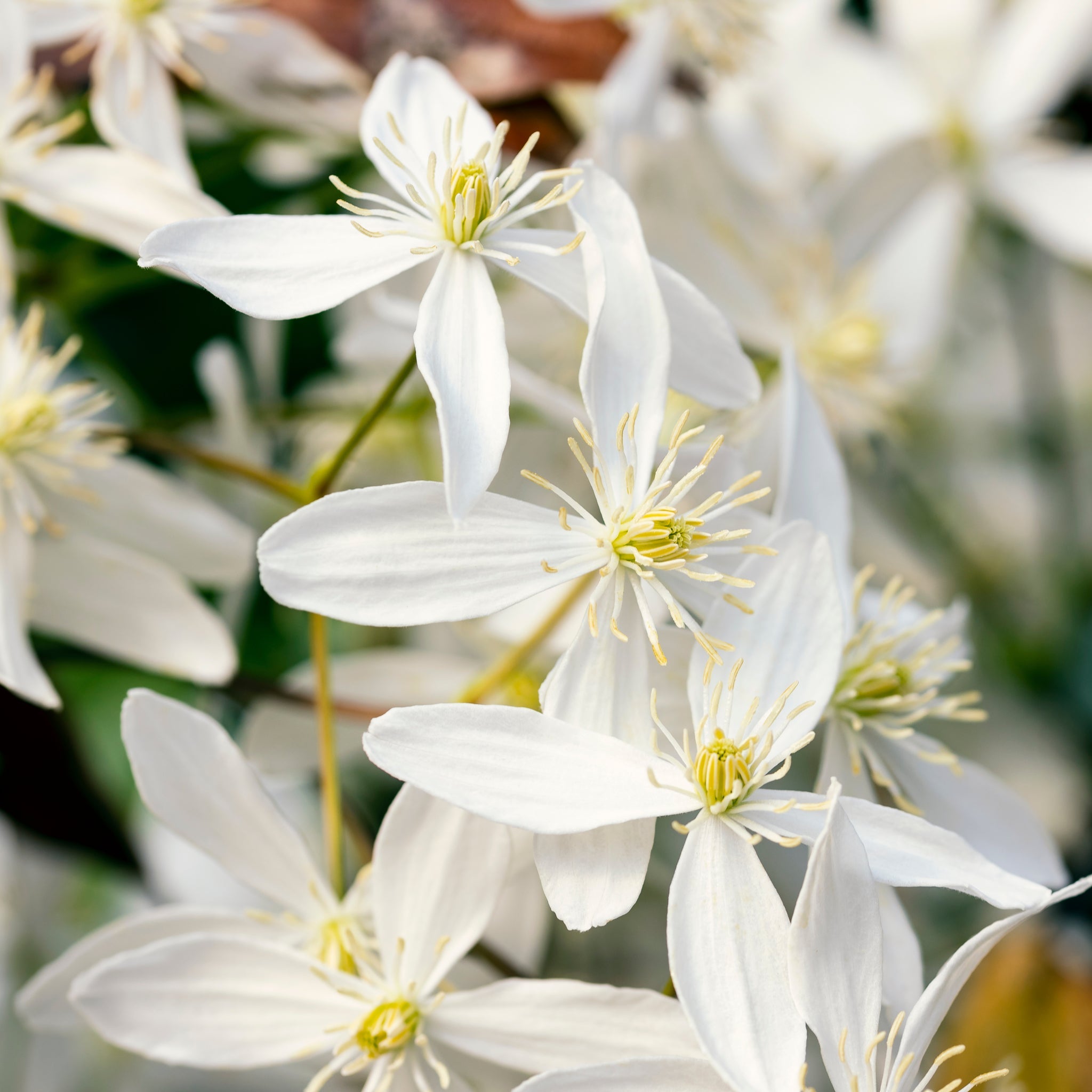 Clematis armandii 'Little White Charm' 1m