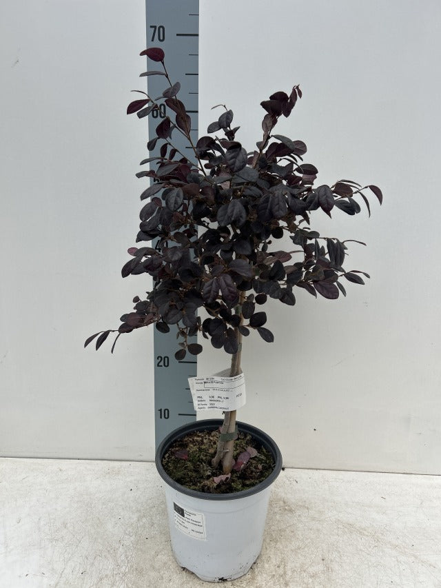 Loropetalum chinense 'Black Pearl' on Stem 50-60cm