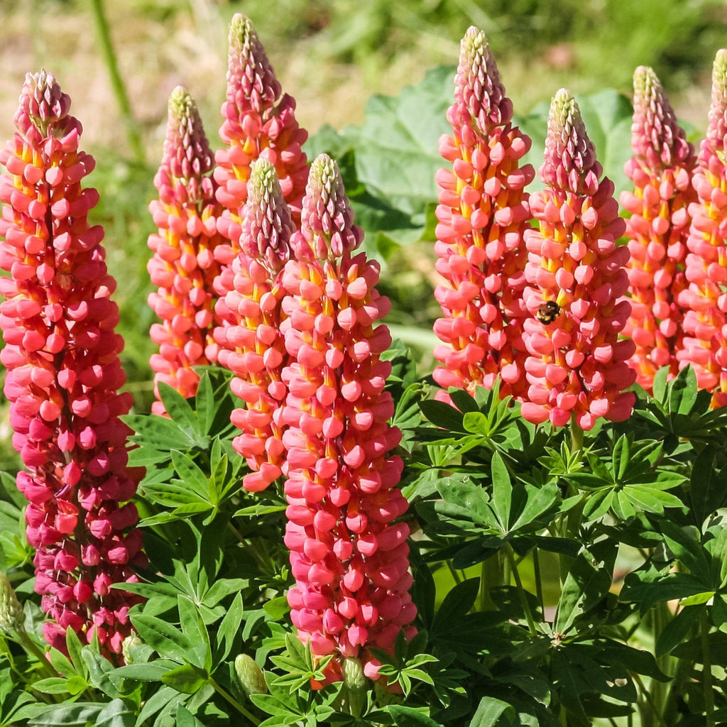 Lupin 'Red shades' 1.5L/3L