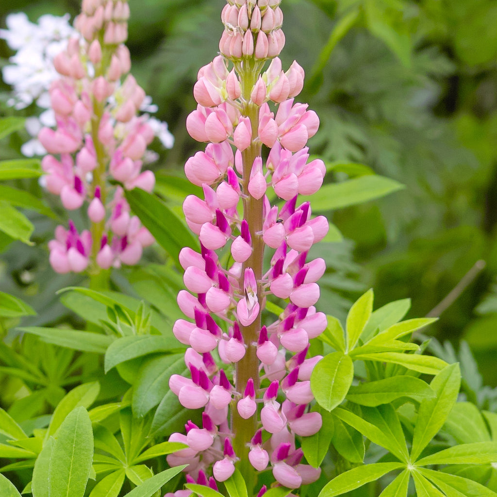 Lupin Gallery Rose 2L