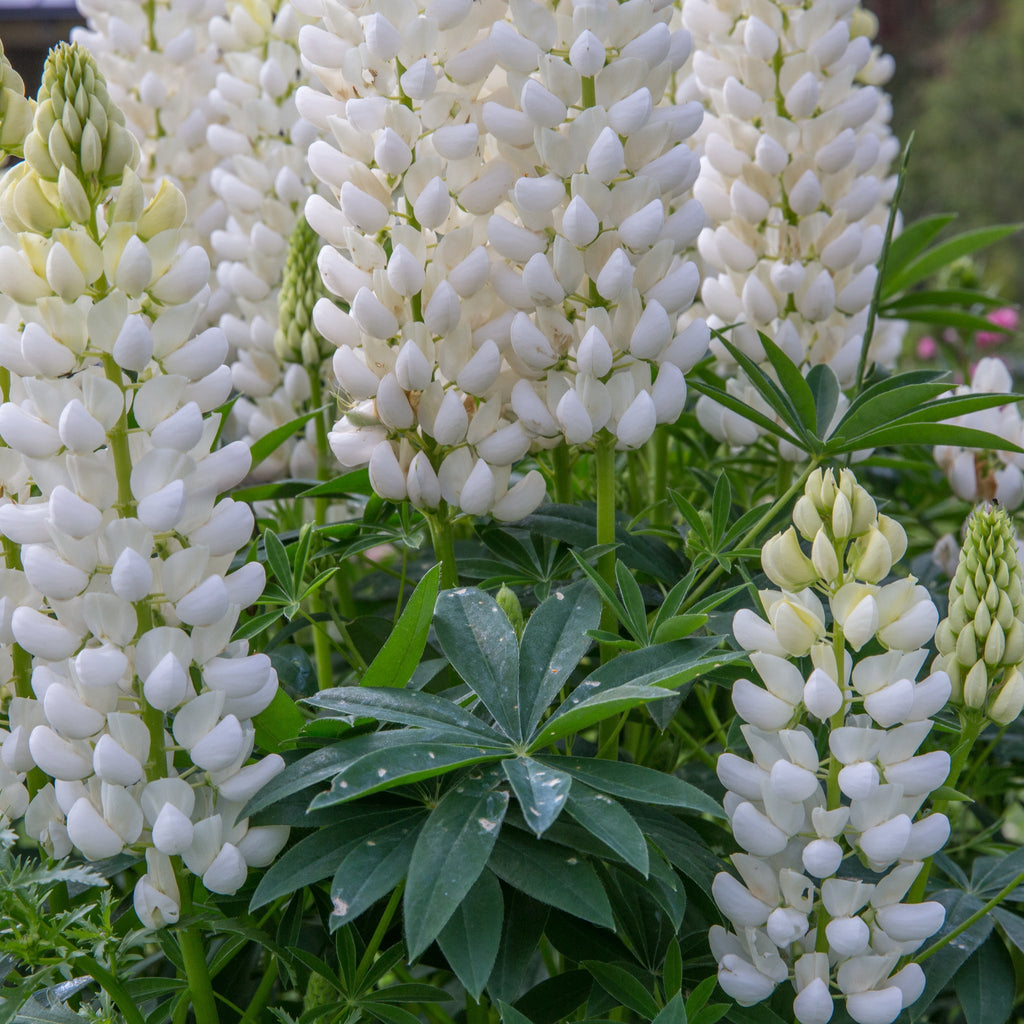Lupin 'Gallery White' 9cm / 2L