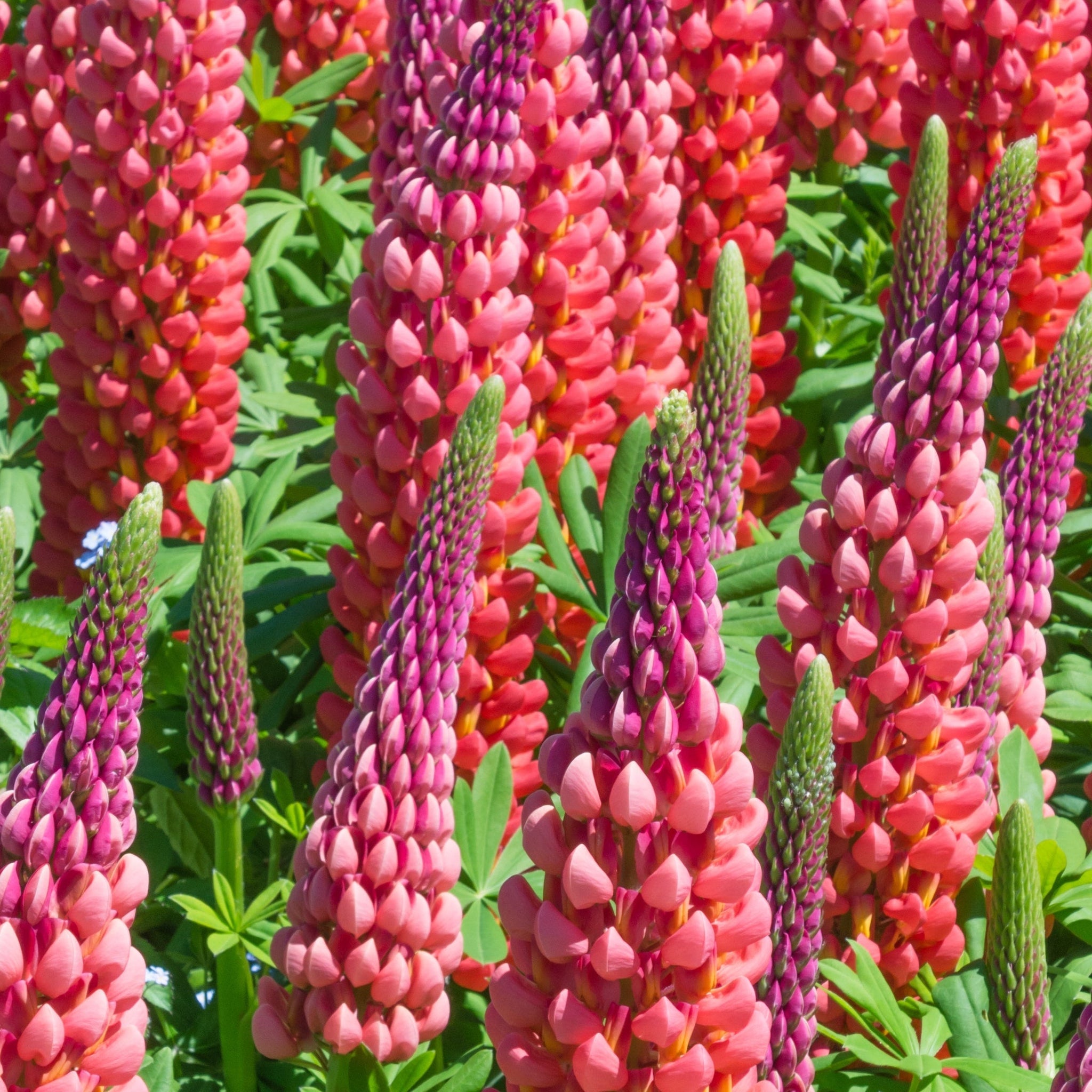 Lupin 'Red shades' 1.5L/3L