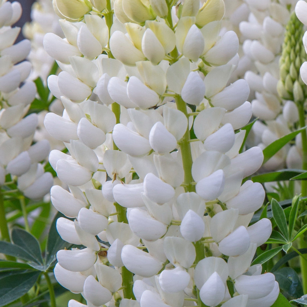 Lupin 'Gallery White' 9cm / 2L