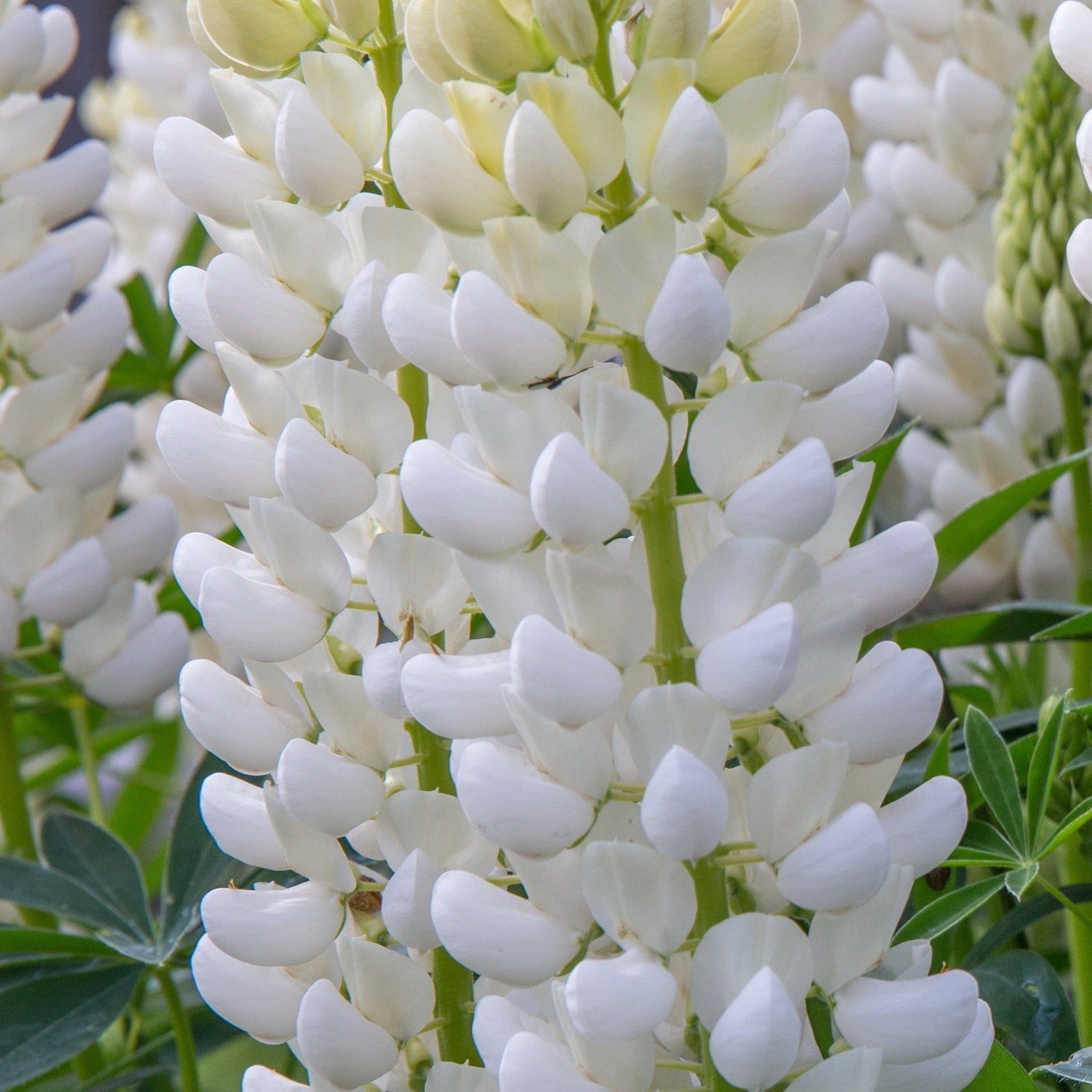 Lupin 'Gallery White' 9cm / 2L