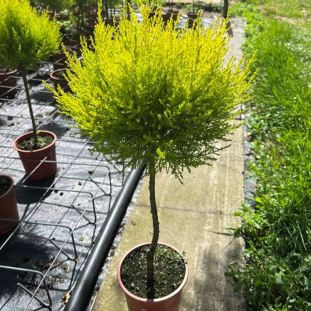 Special offer: Cupressus Conifer Lollipop 100cm (2 for £44.99)