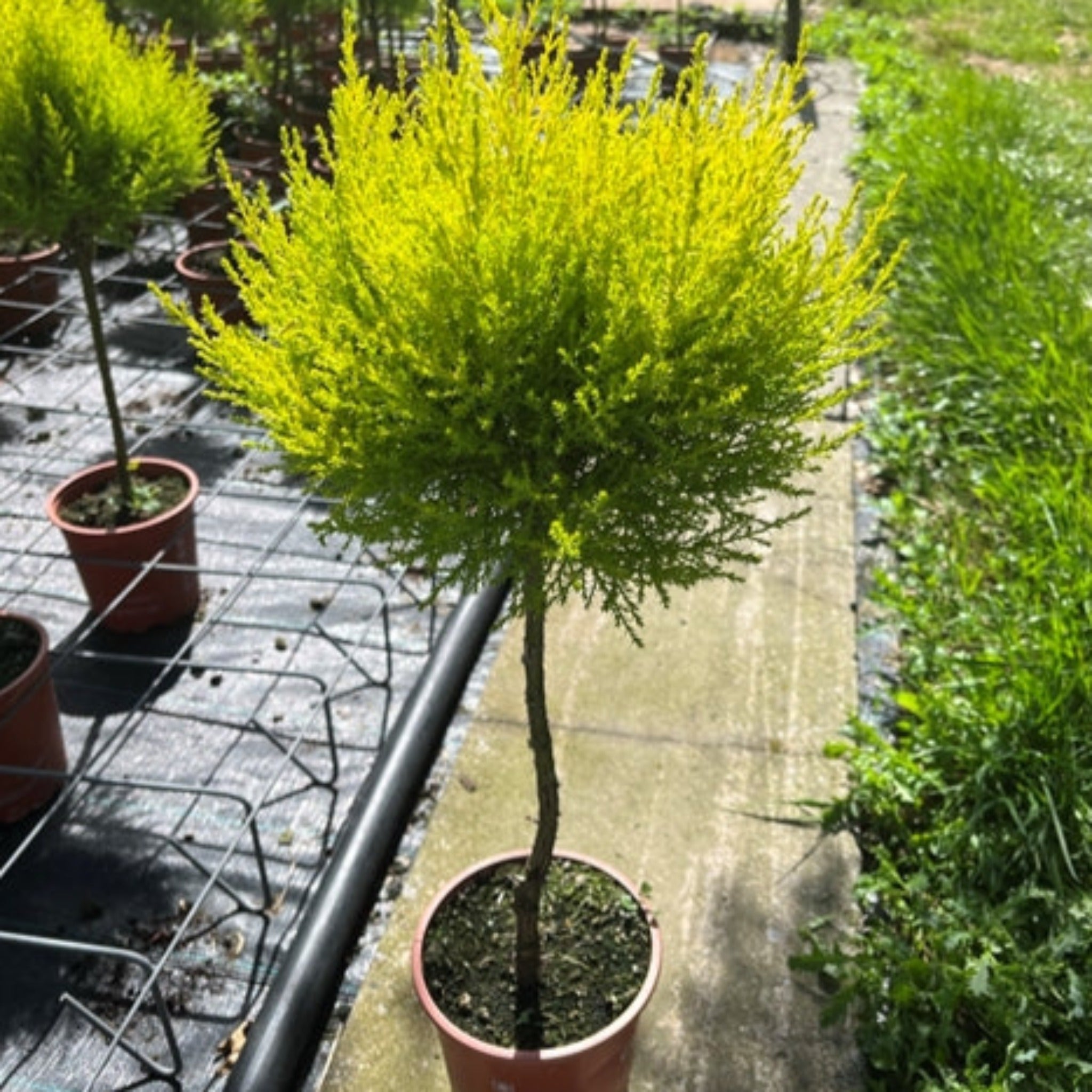 Special offer: Cupressus Conifer Lollipop 100cm (2 for £44.99)