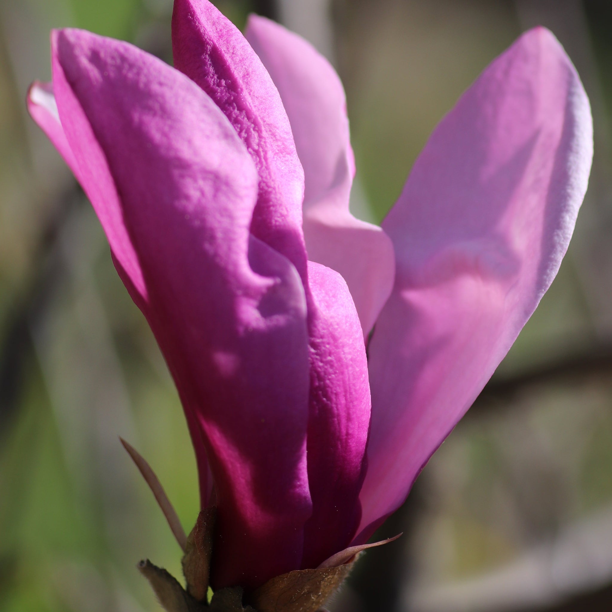 Magnolia 'Betty' 3L
