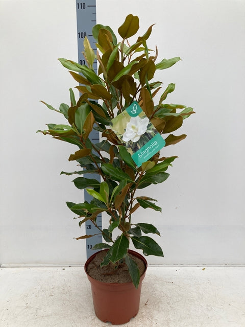 Evergreen Magnolia | Magnolia grandiflora 'Little Gem' | 90-100cm