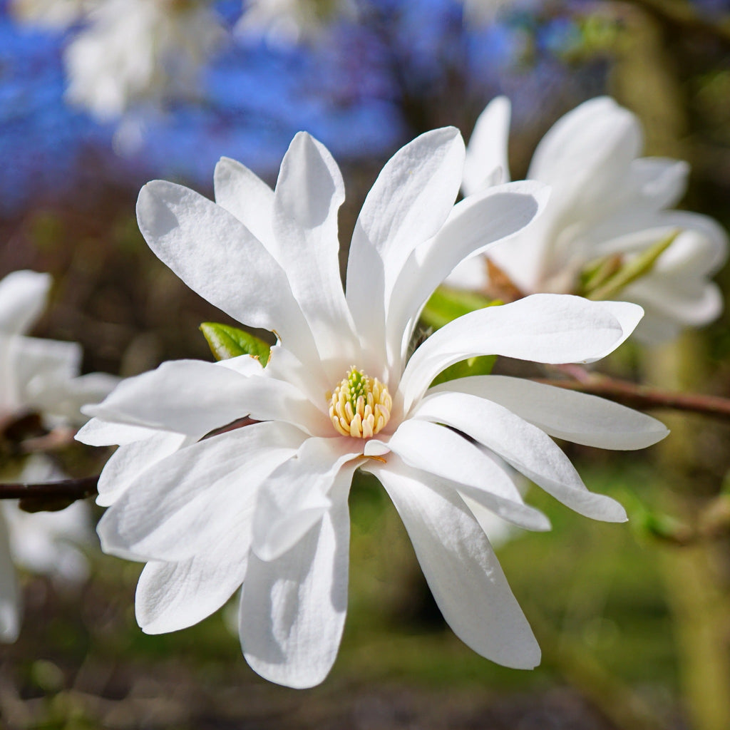 Magnolia stellata | Star Magnolia 9cm - 5L