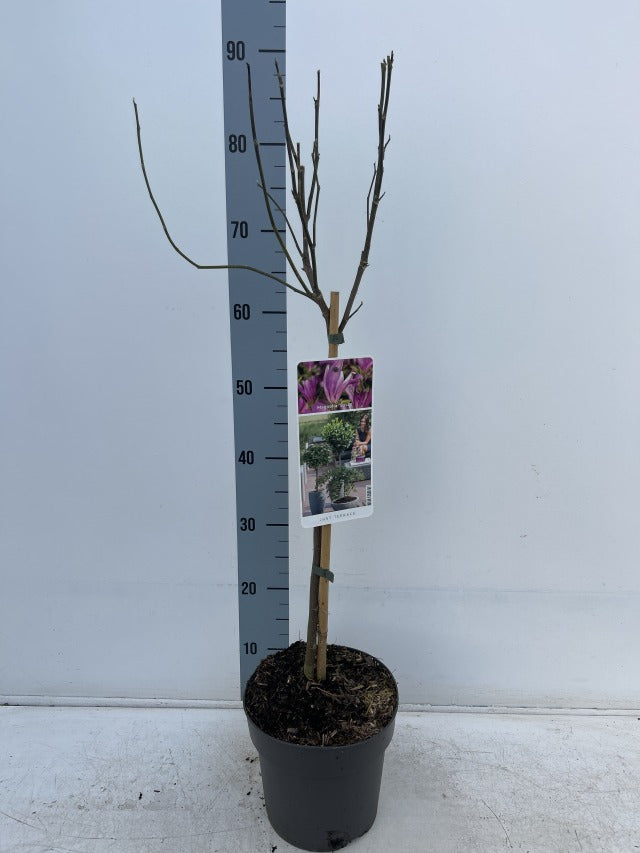 Magnolia Susan Standard Tree | Magnolia 90-100cm