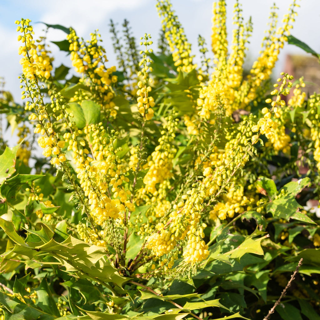 Mahonia 'Winter Sun' 11cm