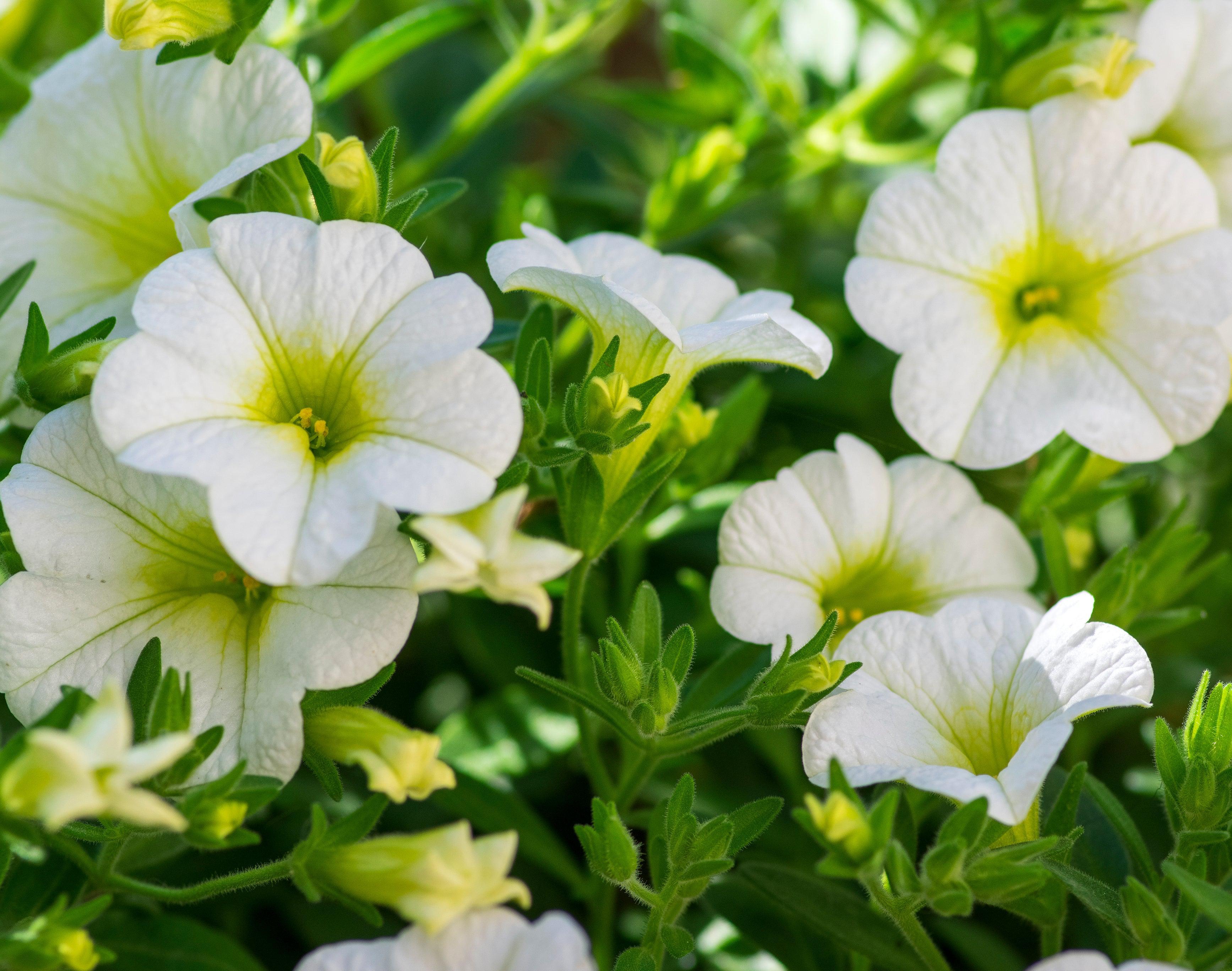 Millionbells White (9cm) Calibrachoa hybrida