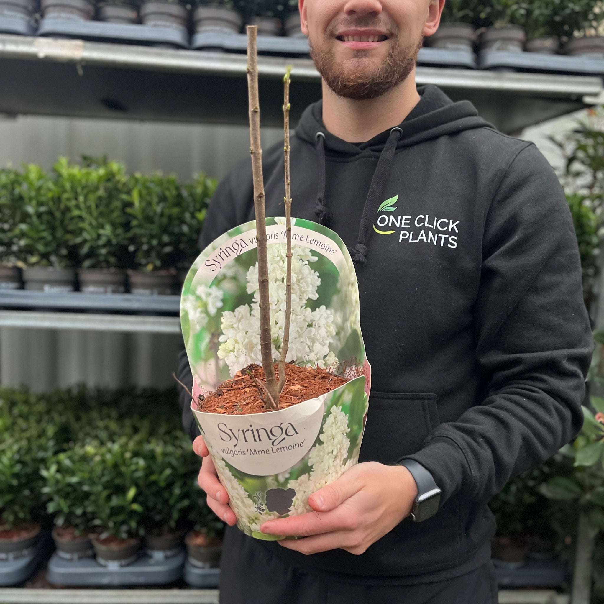 Syringa vulgaris 'Madame Lemoine' (Common Lilac) 2L