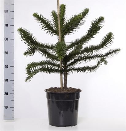 Araucaria Araucana Monkey Puzzle Tree  | Large Tree | 10L Pot | Height including pot 90cm