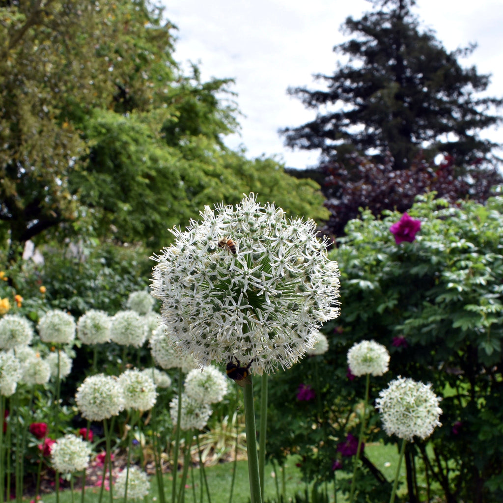 Allium 'Mont Blanc' 2L