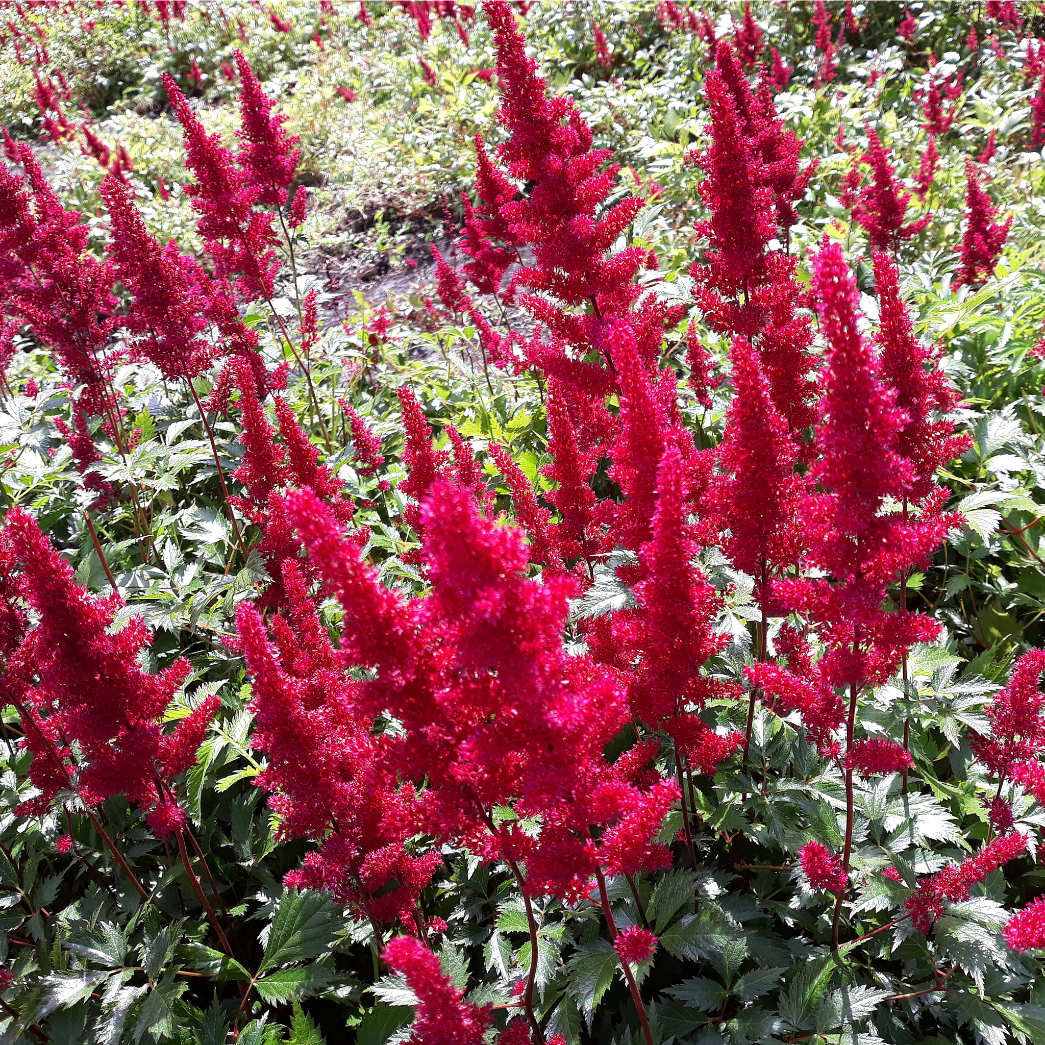 Astilbe 'Red' 3L