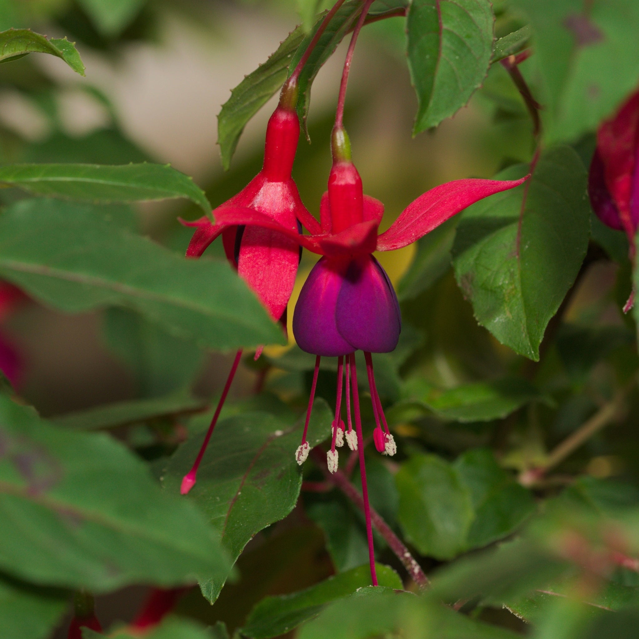 Hardy Fuchsia 'Mrs Popple' 9cm / 2L