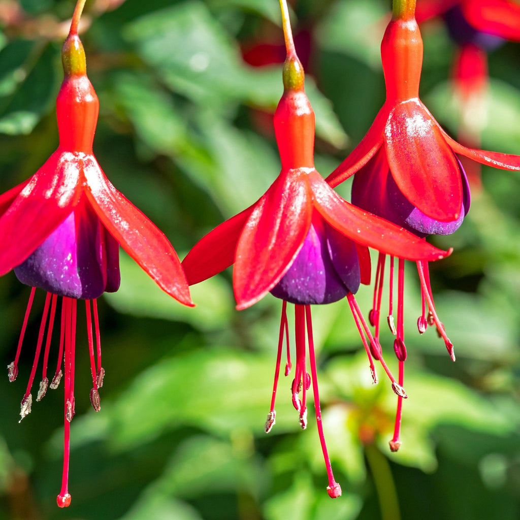 Hardy Fuchsia 'Mrs Popple' 9cm / 2L