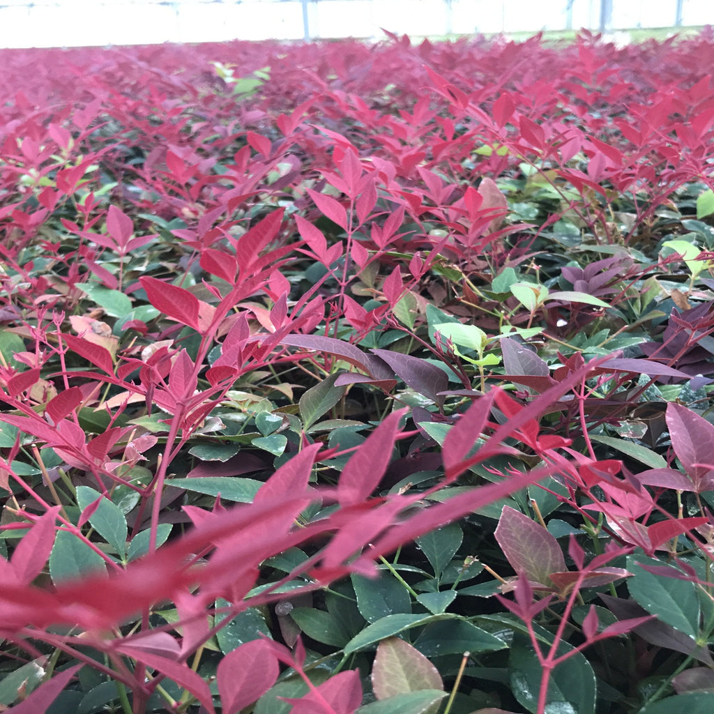 Nandina domestica 'Obsessed' 9cm / 3L