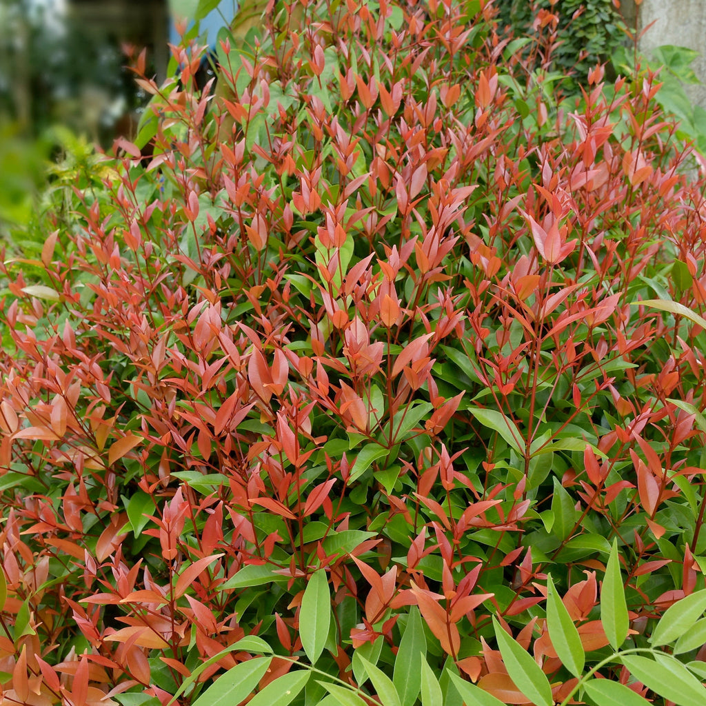 Nandina domestica 'Gulf Stream' (Heavenly Bamboo) 2L