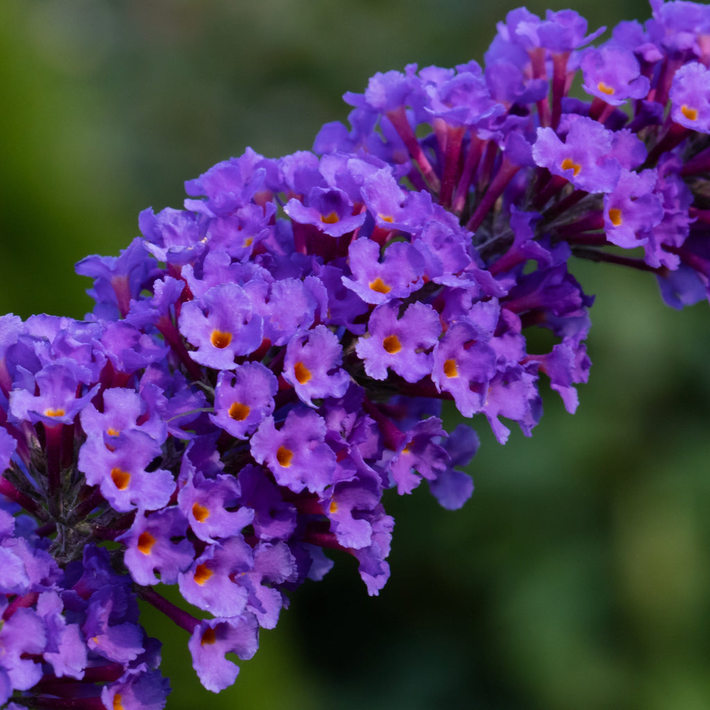 Buddleja davidii 'Empire Blue' 1L