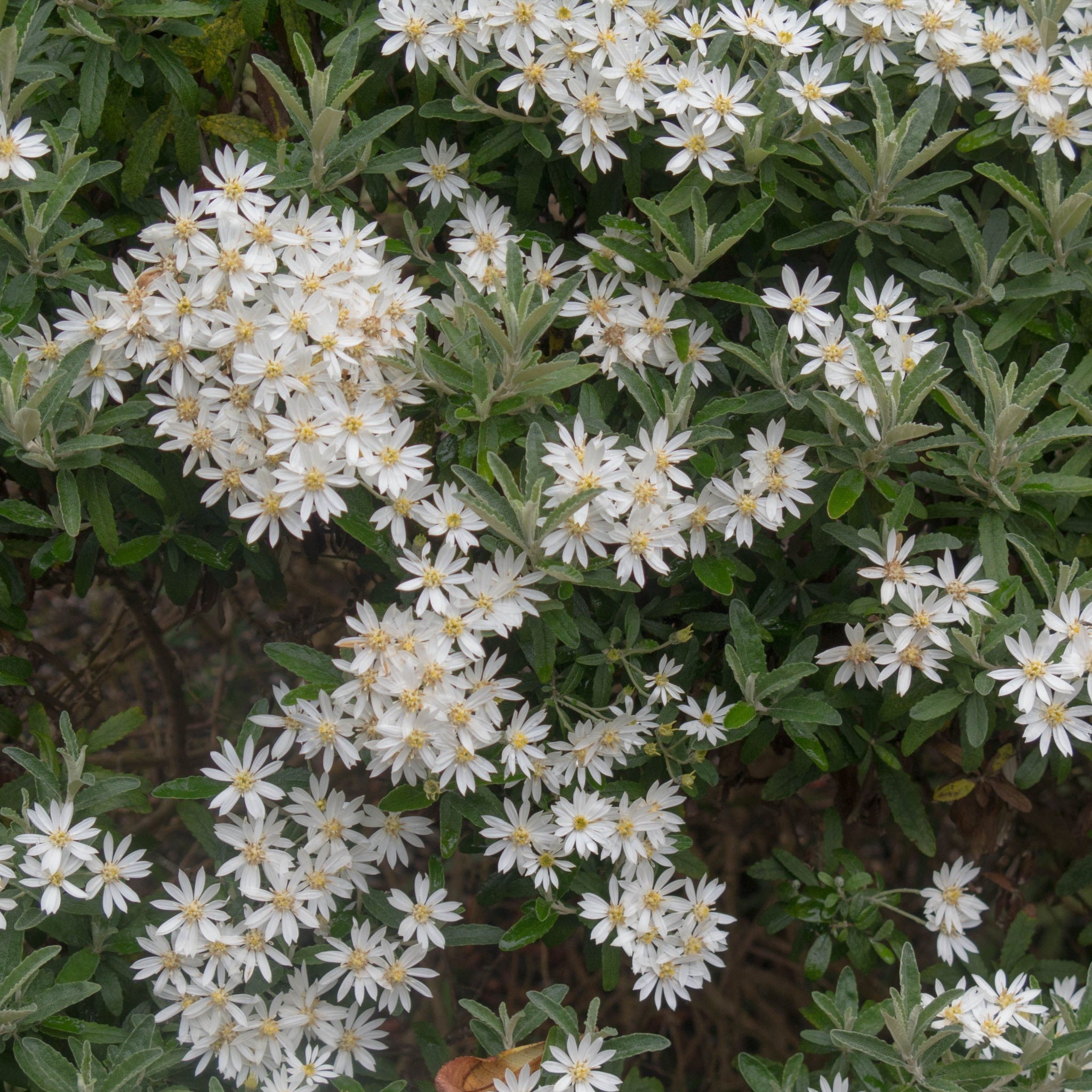 Olearia x Haastii (Daisy Bush) 9cm