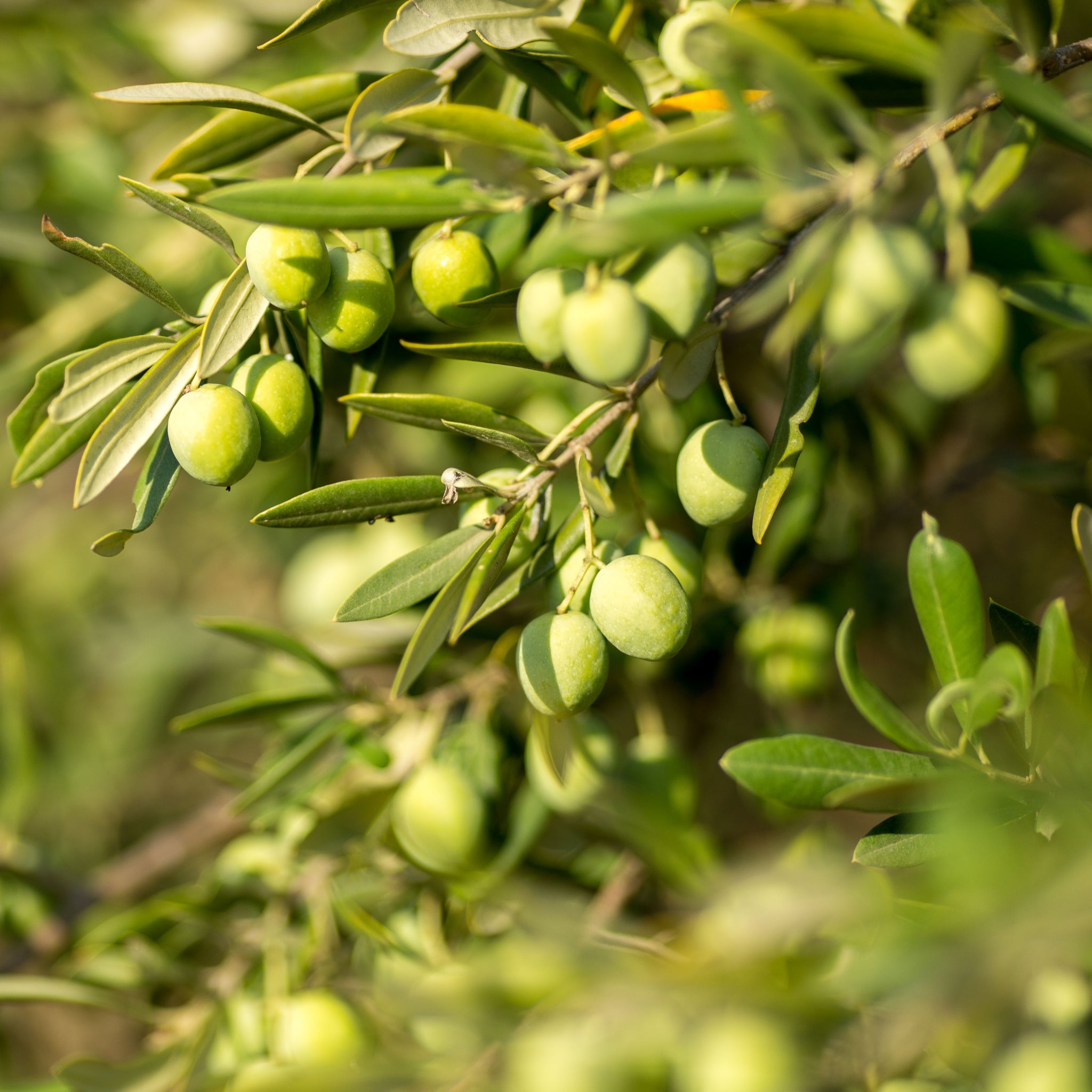 Olive Bush | Olea Europeana (3 Sizes Available) 50-110cm