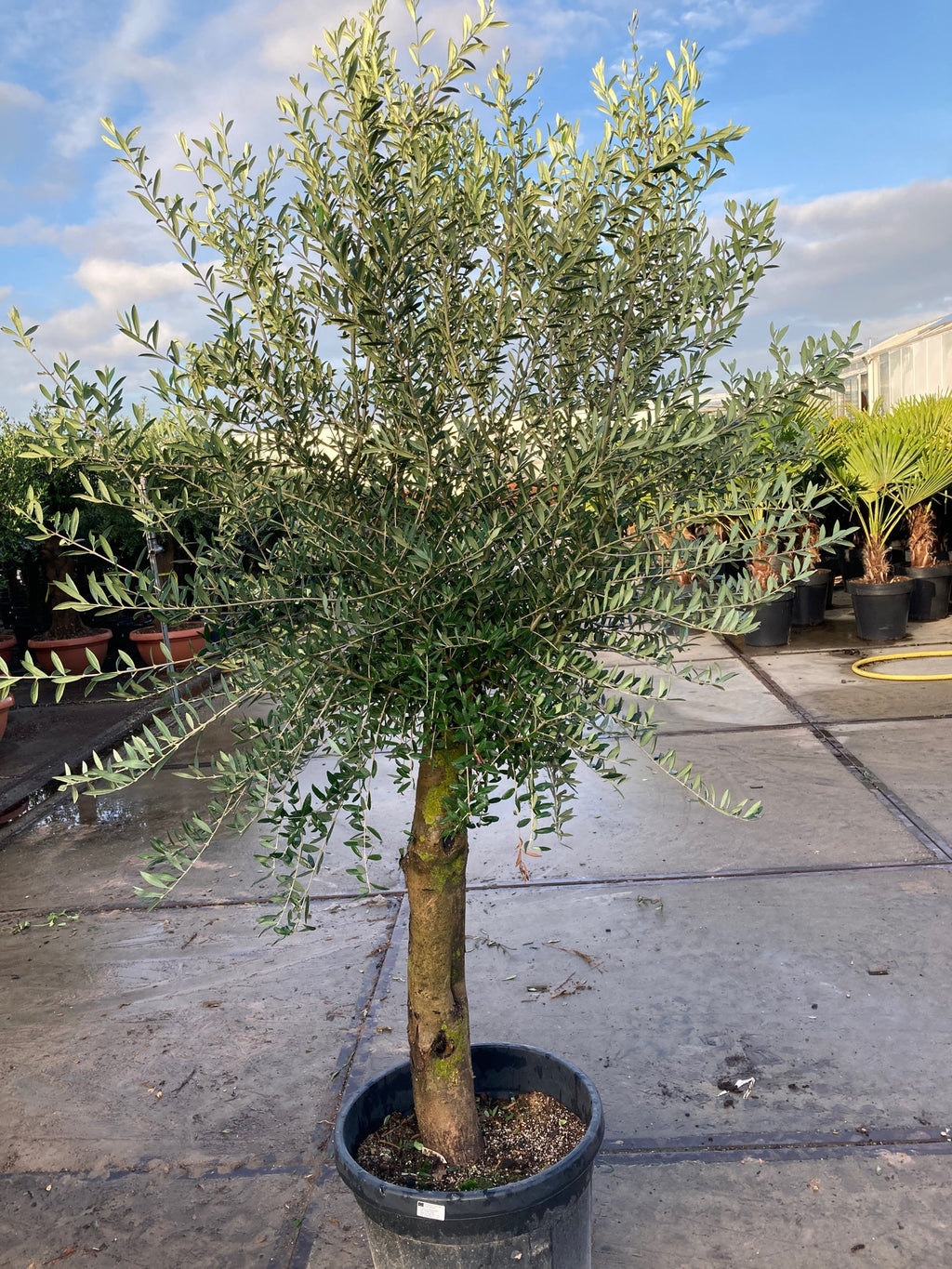 Olive Tree 35L 1.7-1.8m (Multibuy Offers Available)