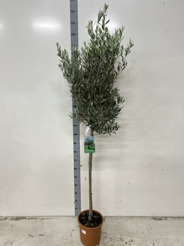 Olive Tree 160-170cm