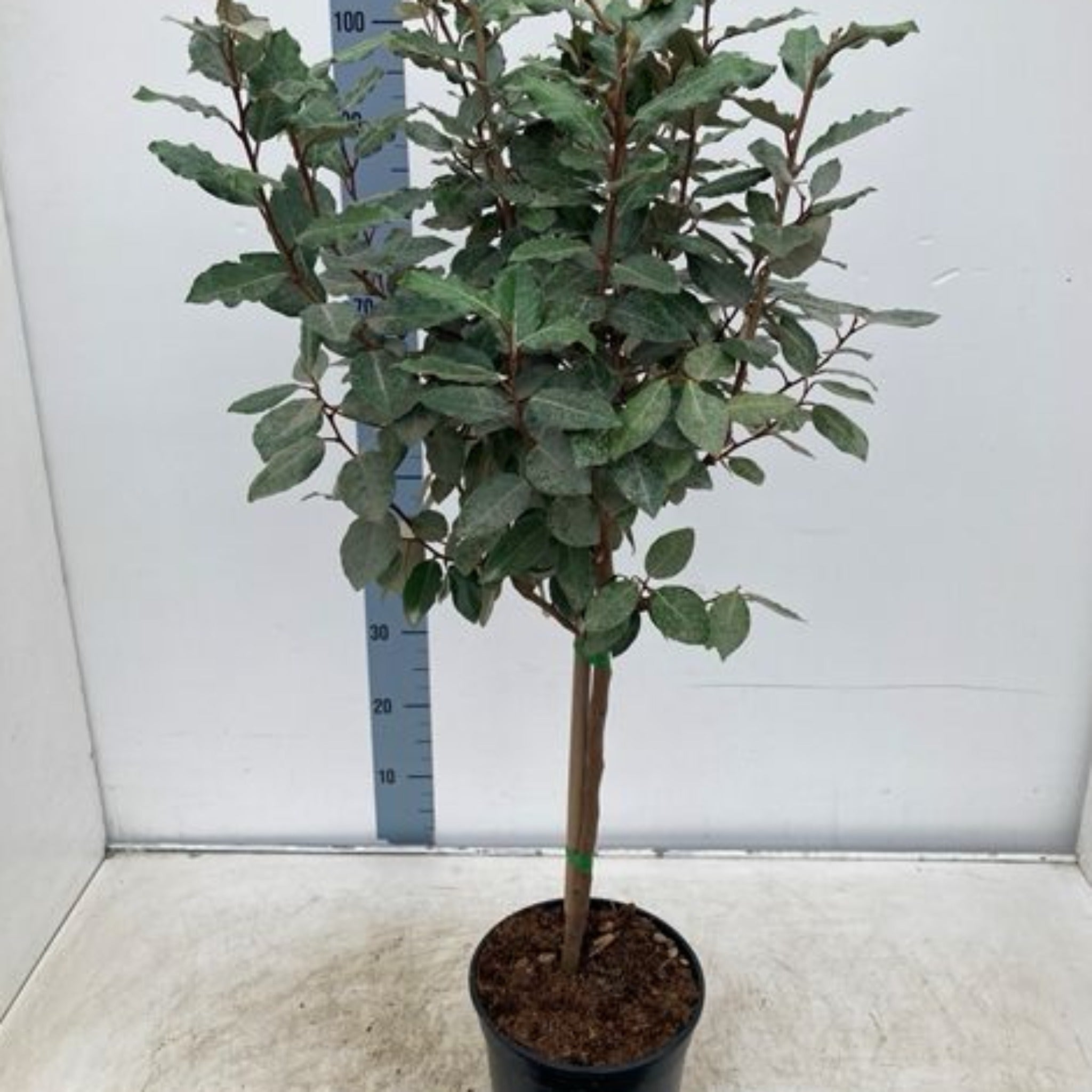 Elaeagnus x ebbingei Compacta Patio Tree (90-100cm)