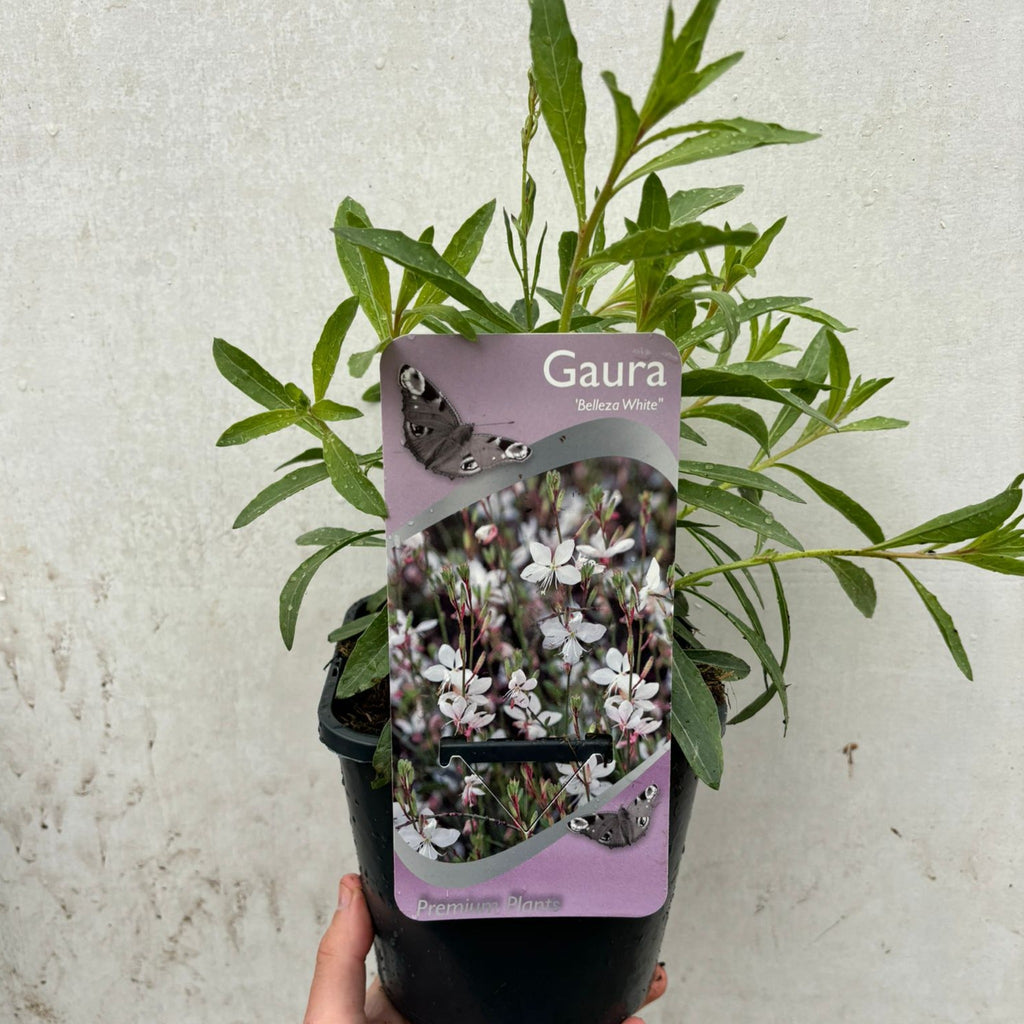 Gaura 'Belleza White' 2L
