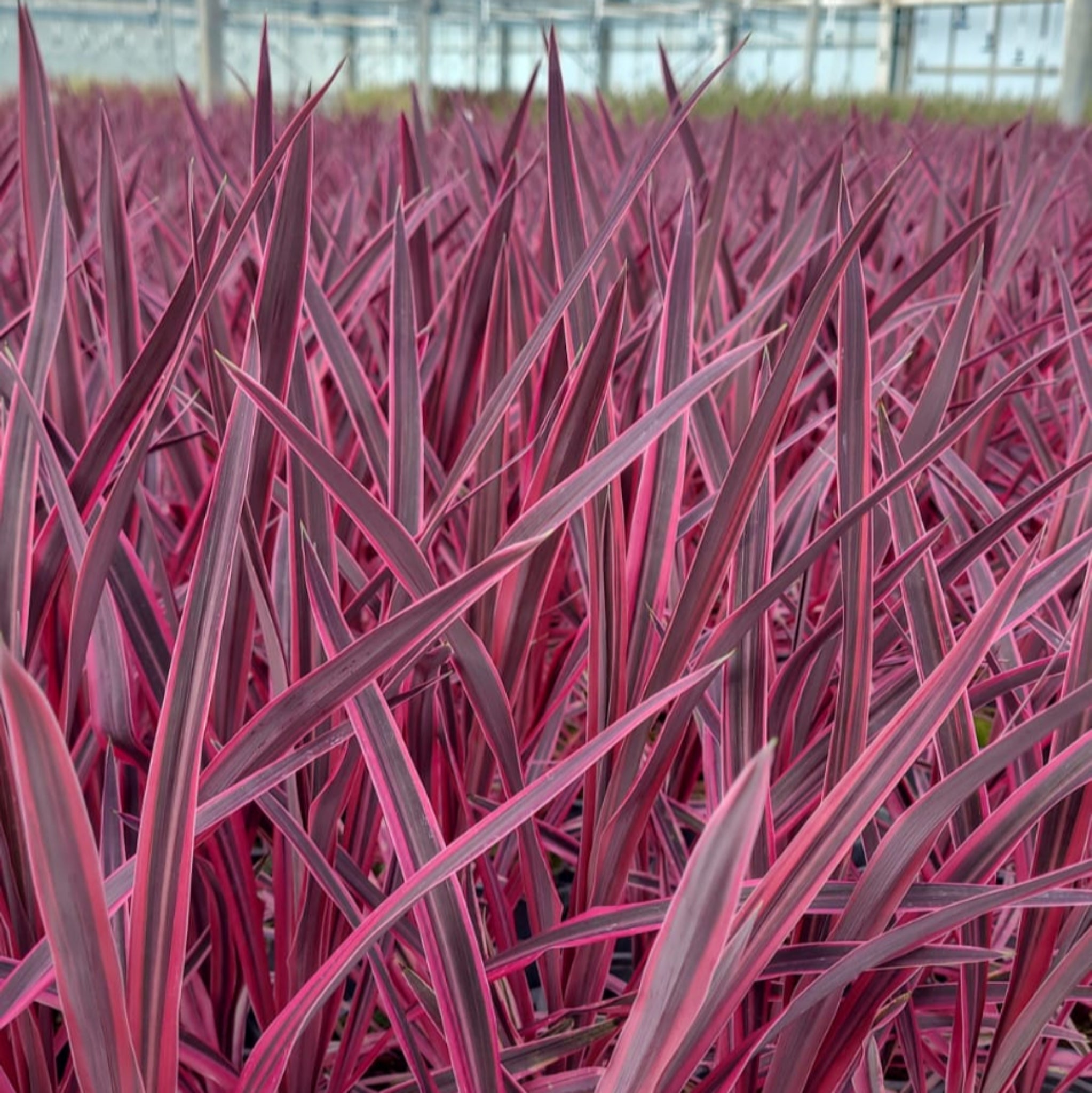 Cordyline Pink Passion 9cm / 1.5L